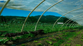 Rural Credit Gaps: The Silent Crisis Undermining Food Security