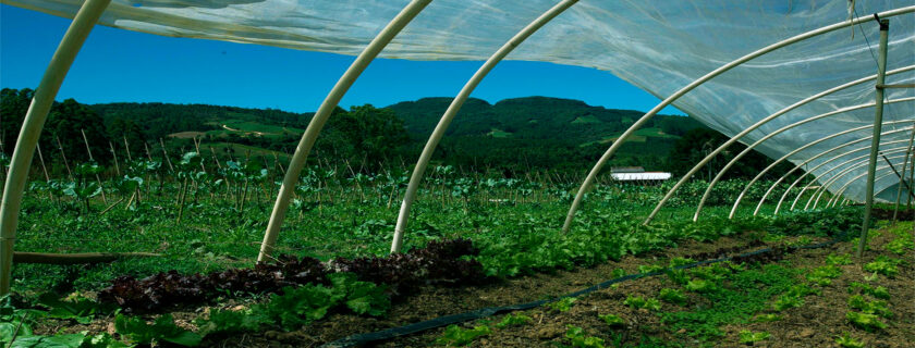 Rural Credit Gaps: The Silent Crisis Undermining Food Security